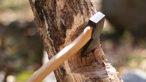 वृक्षतोड