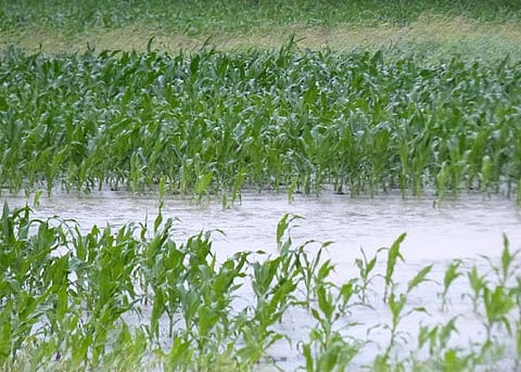 सततच्या पावसामुळे शेतकऱयांच्या डोळ्यात आले पाणी !