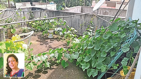 Kitchen Garden In The Yard Of The House Kolhapur Marathi News