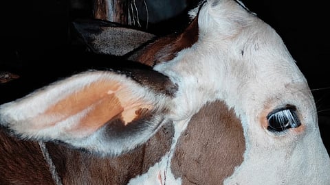 Leopard attack cow in ratnagiri