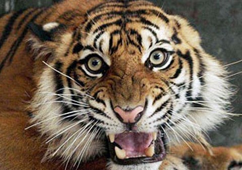 17 tigers killed in the state