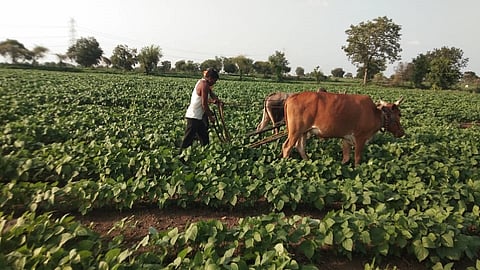 केदारखेडा : मुगाच्या शेतीत कोळपणीचे काम करताना शेतकरी. 