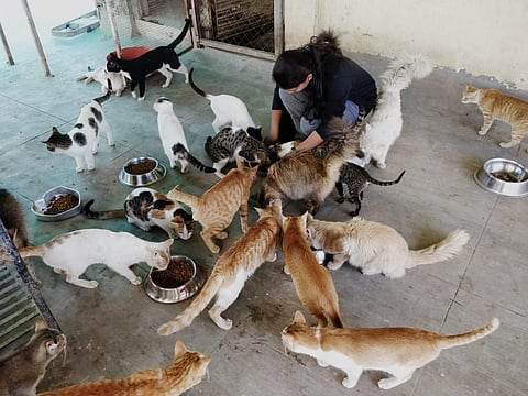 तरुणांचे रोज दीड हजार प्राण्यांना अन्न