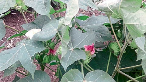 कपाशी पिकावर पाण्याअभावी ताण वाढला 