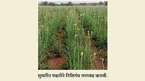 रुंद गादीवाफ्यावर  निशिगंध लागवड