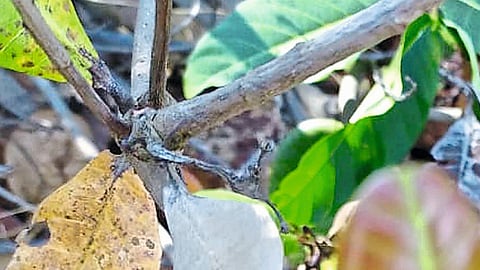 Fungal Infection On Braches Of Cashw Crop In Ratnagiri Marathi News