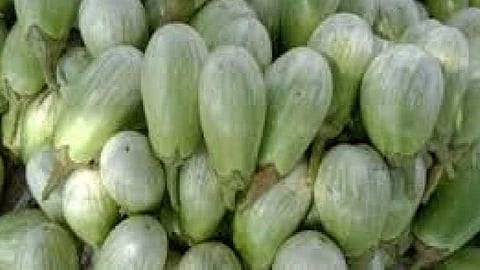 brinjal considered to be a historic increase in the history of eggplant rates