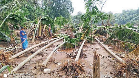 पोटच्या गोळ्याप्रमाणे जपलेली बाग उद्‌ध्वस्त; सिंधुदुर्गातील देसाई कुटुंबाची व्यथा