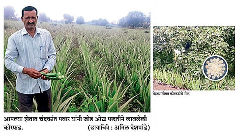 पंधरा वर्षांपासून कोरफडीच्या शेतीत सातत्य 