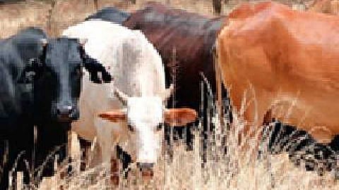 वाढत्या तापमानाबरोबर चाराही कडाडला 