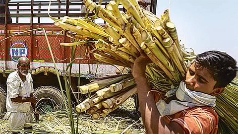 Sugar Cane
