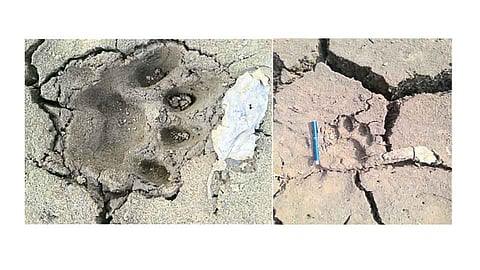 तिलारी - येथे अलिकडच्या काळात दिसलेले वाघाचे पंजे. 