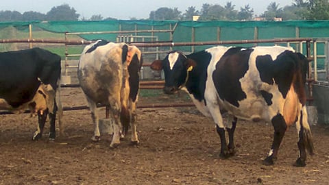 राहुरी येथील तनपुरे बंधूंच्या मुक्त गोठ्यातील गायी.