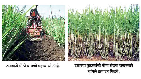 उसामध्ये योग्य प्रकारे करा मोठी बांधणी 