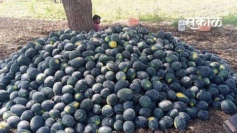 Balu Mhetre, a farmer from Hayatnagar in Wasmat taluka, has increased his income by cultivating watermelon..jpg
