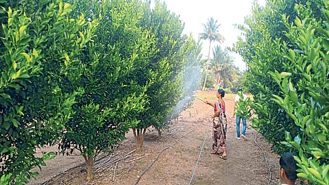 दुष्काळाने हाेरपळलेले चंद्रहारांनी दहा हजारांत संत्र्याचे मिळविले पाच लाख