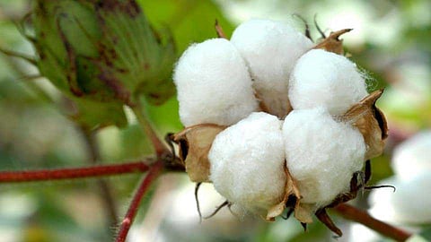 Cotton