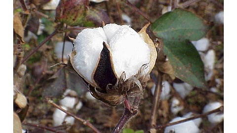 Cotton