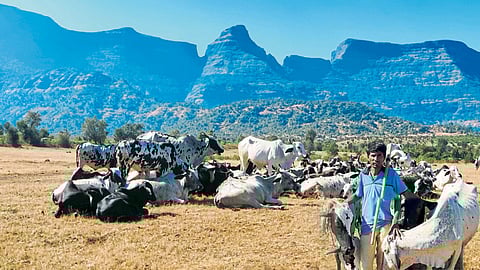 एकनाथ बिन्नर आपल्या गायींसह