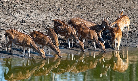 deer