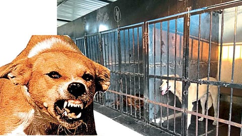 नेहरूनगर - संतती नियमन केलेल्या श्‍वानांसाठी उभारलेले शेड.