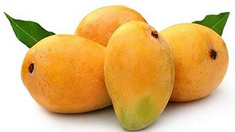 हापूस आंबा