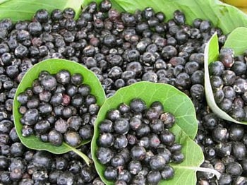 Legumes in the mountains ...!