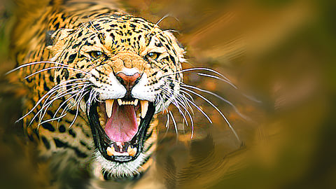 LEOPARD