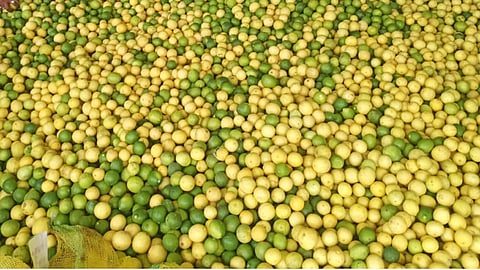 लिंबाची विक्री फळ बाजारातच करा; गरड यांचे आदेश