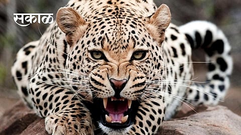 Satara Latest Marathi News