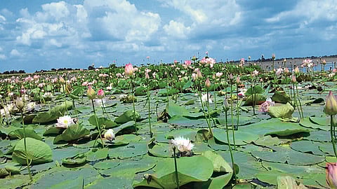 Nandurmadhyameshwar