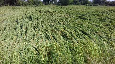 Crops damaged due to rains for five days in a row in Amarpur area