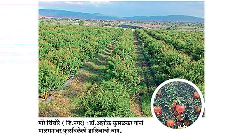 डाळिंबाने केला माळरानाचा कायापालट