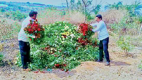 कशाळ : बाजारपेठा बंद असल्याने गुलाबांची फुले फेकून देण्याची वेळ आली आहे.