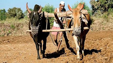 सातारा जिल्ह्यातील या पालिकेने दिली बियाणांसाठी 50 टक्के सूट