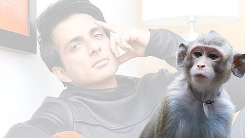 people asked help to sonu sood for catch monkey and send in forest