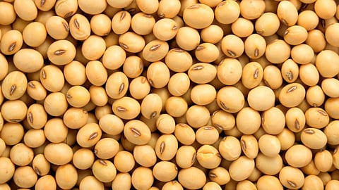 Soybean