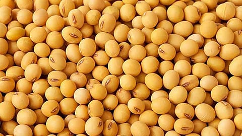 Soybean purchases started at the minimum base price in yeola Malegaon nashik marathi news