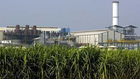 Solapur district will get bumper crop of sugarcane this year 150 lakh metric cane for crushing