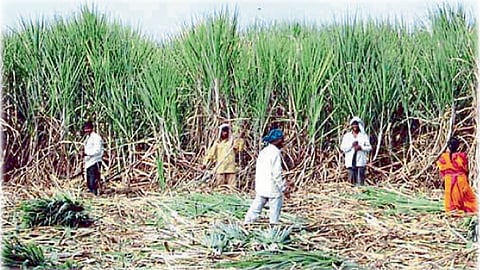 ऊसदराच्या ‘तडजोडी'वर शेतकरी नाराज