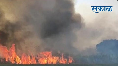 Sugarcane was burnt to ashes at Dongargaon in Loha taluka on Saturday.jpg