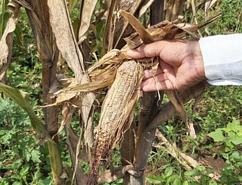 'पाऊस सुसाट पण शेतकऱ्यांची पिकं भुईसपाट' !  