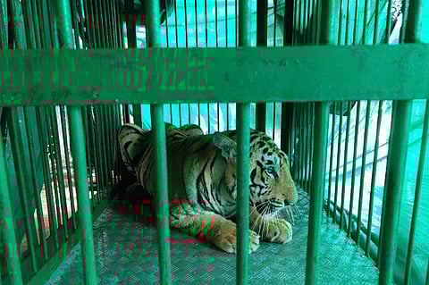 Tiger Captured In Just Two Hours