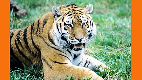 Tiger