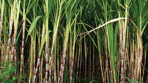 Outbreak of white fly on sugarcane due to rain in Kopargaon taluka