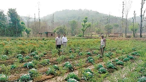 खेर्डी - देऊळवाडी येथे कुंभार कुटुंबीयांनी केलेल्या बहुपीक शेती प्रयोगाची पाहणी करताना राष्ट्रवादीचे तालुकाध्यक्ष जयंद्रथ खताते, नितीन ठसाळे, शेतकरी पांडुरंग कुंभार.