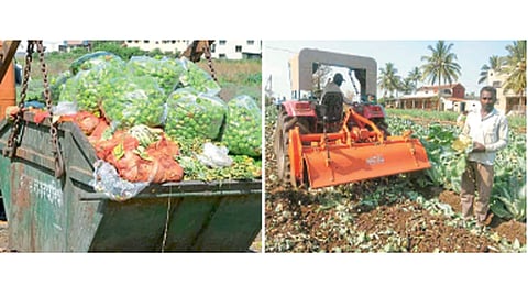 कऱ्हाड (जि. सातारा) - मागणी कमी झाल्याने शेतीमाल कचरापेटीत टाकण्याची वेळ शेतकऱ्यांवर आली आहे. (दुसऱ्या छायाचित्रात) कोल्हापूरमधील गणेशवाडी येथे फ्लाॅवरवर रोटाव्हेटर फिरविताना शेतकरी.