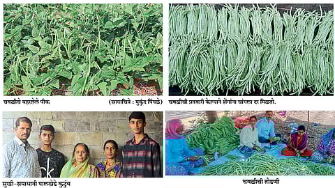 कमी खर्चातील चवळी झाले नगदी पीक