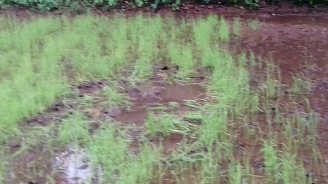Damage to agriculture by Gavareda herd in Bhirwande area
