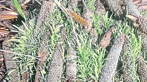 Heavy rains and Insects damaged the crop farmers
